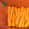 Karotte der neuen Ernte 2017 verpackt frische Karotte